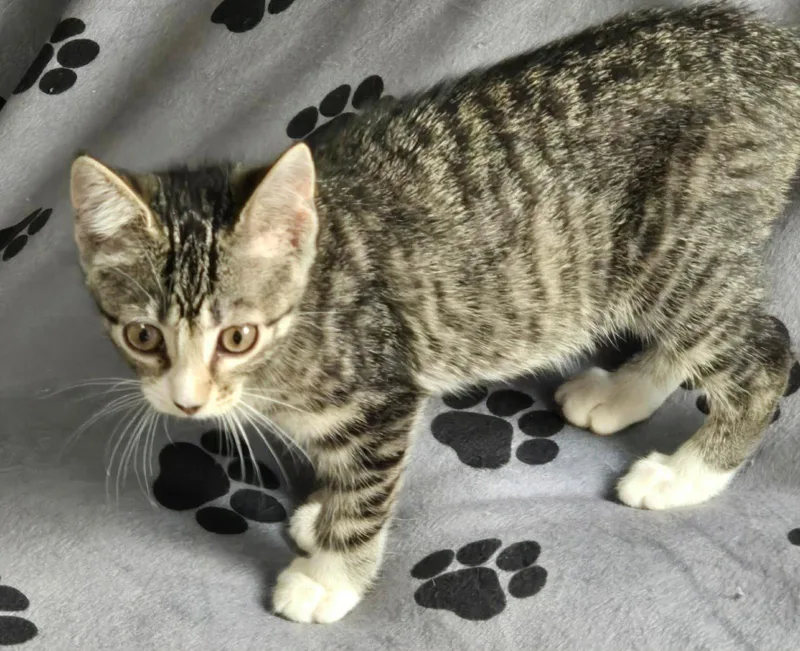 A baby medium-sized female Domestic Short Hair cat named Foxy Lady for adoption in hinckley, IL