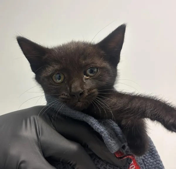 A baby small-sized female Domestic Short Hair cat named Miss Vicky for adoption in Oceanside, CA