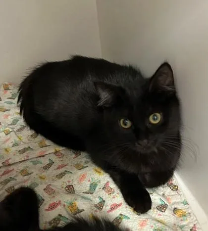 Soot Sprite