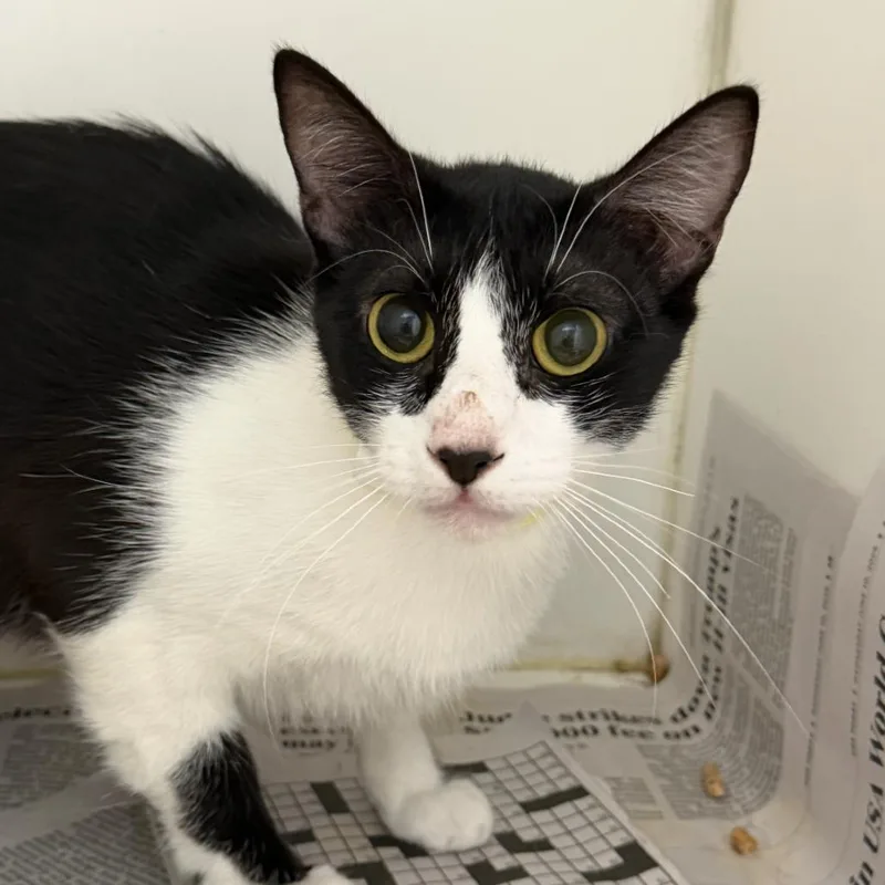A young medium-sized female Black Domestic Short Hair cat named Fable for adoption in Marshall, TX