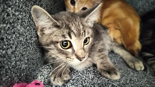A baby small-sized female Domestic Short Hair cat named Kiwi for adoption in Pueblo, CO