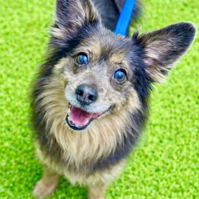 A senior small-sized male Black Terrier dog named Harry for adoption in Battle Creek, MI