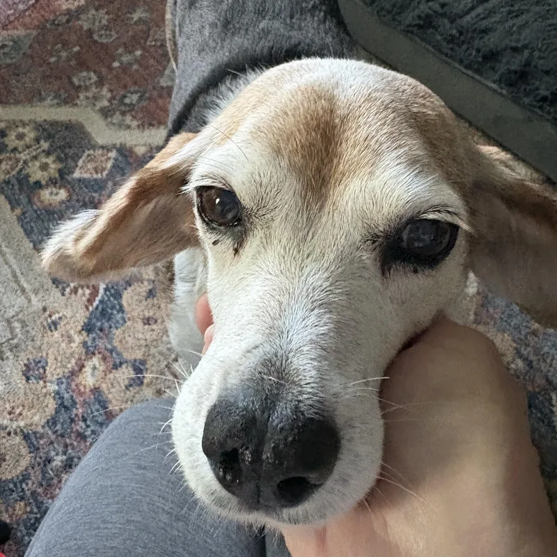 A senior small-sized female Beagle dog named Nelly for adoption in Palatine, IL