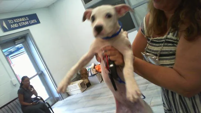 A baby small-sized female Mixed Breed dog named A for adoption in Charlotte, NC