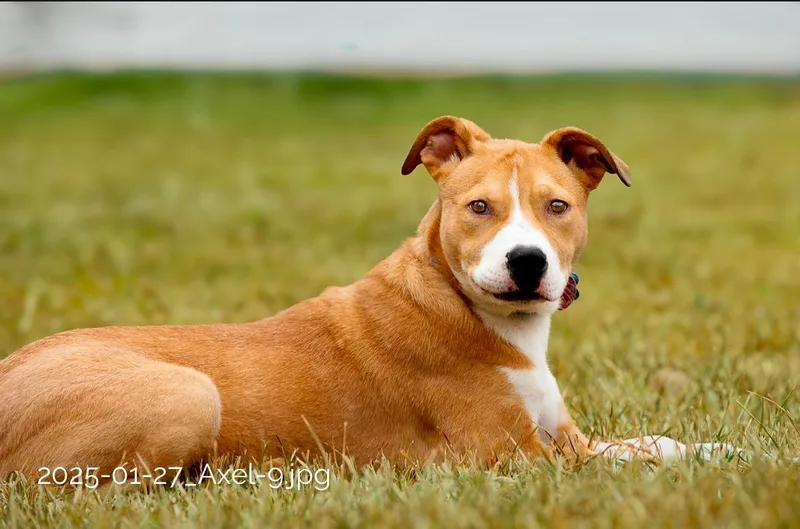 A young medium-sized male Brown / Chocolate American Staffordshire Terrier dog named Axle for adoption in Tomball, TX