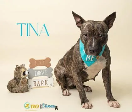 An adult medium-sized female Terrier dog named Tina for adoption in Fairhope, AL