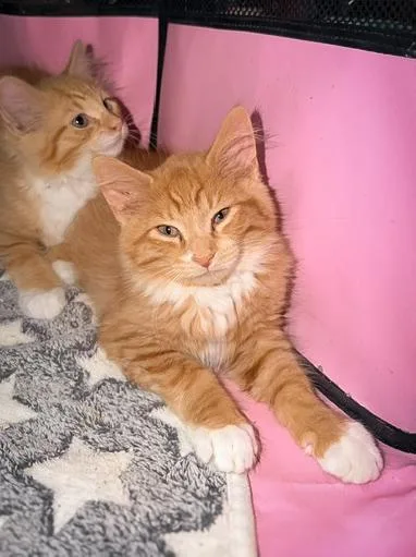 A baby medium-sized male Tabby (Orange / Red) Domestic Medium Hair cat named Big Mac for adoption in Philadelphia, PA