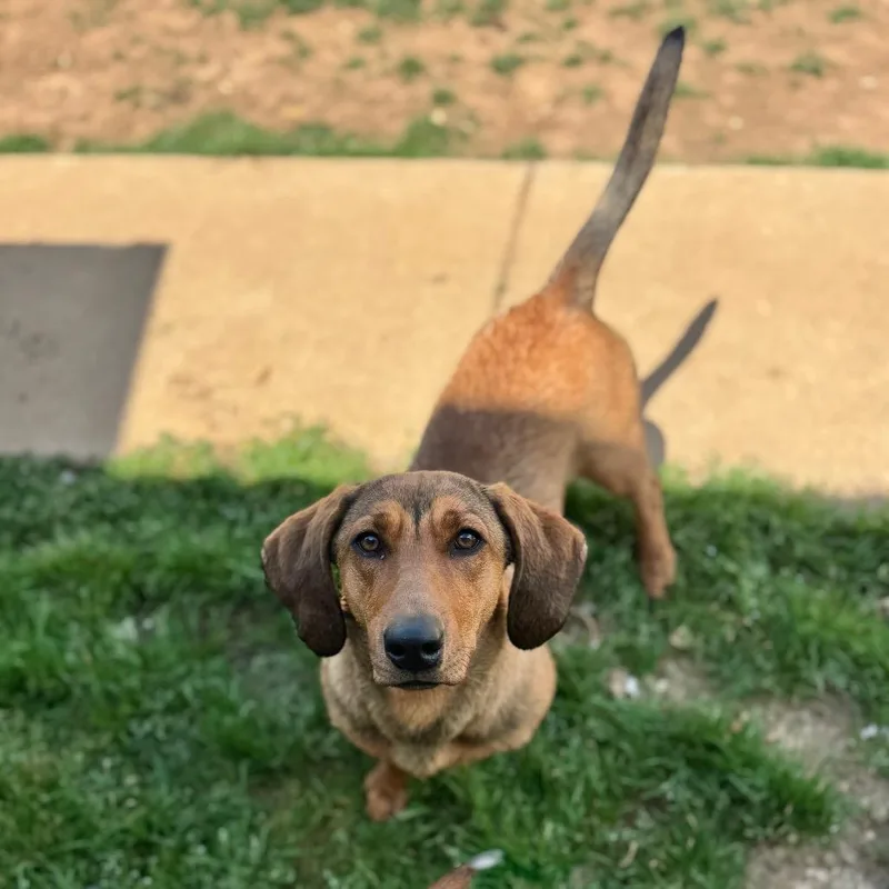 A young medium-sized female Red / Chestnut / Orange Basset Hound dog named Tinsley for adoption in Brownsboro, AL