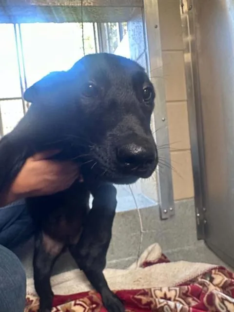A baby small-sized male German Shepherd Dog dog named Hawkeye for adoption in Tustin, CA