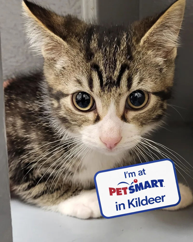 A baby medium-sized male Tabby (Buff / Tan / Fawn) Domestic Short Hair cat named Big Mac for adoption in Grayslake, IL