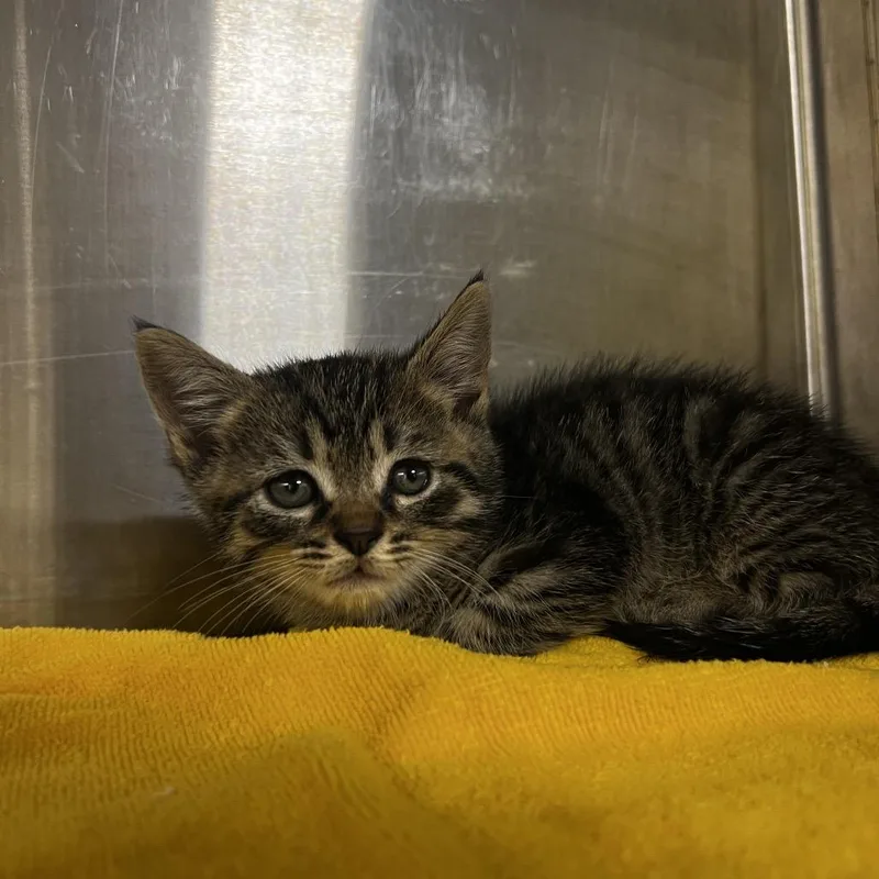 A baby small-sized male Brown / Chocolate Domestic Short Hair cat named Fabian for adoption in Harrisville, WV