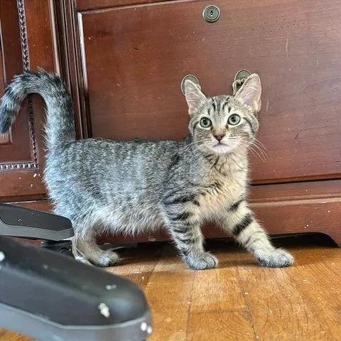 A baby small-sized male Brown / Chocolate Domestic Short Hair cat named Oyster for adoption in Gibsonia, PA