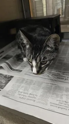 An adult large-sized male Buff / Tan / Fawn Domestic Short Hair cat named Herman Ronin Monster for adoption in Wichita, KS