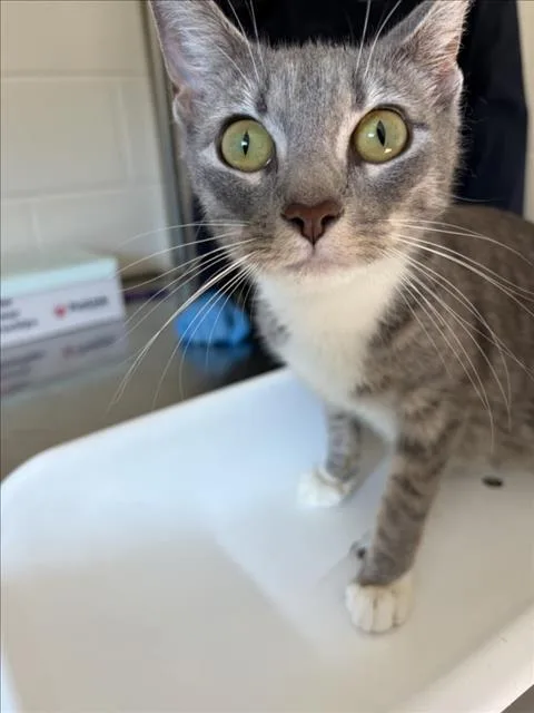 A young small-sized female Domestic Short Hair cat named Sandy for adoption in Derwood, MD