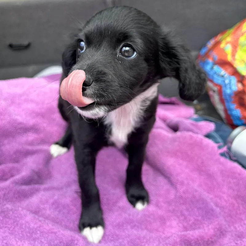 A baby small-sized female Black Maltese dog named Beauty for adoption in Point Richmond, CA