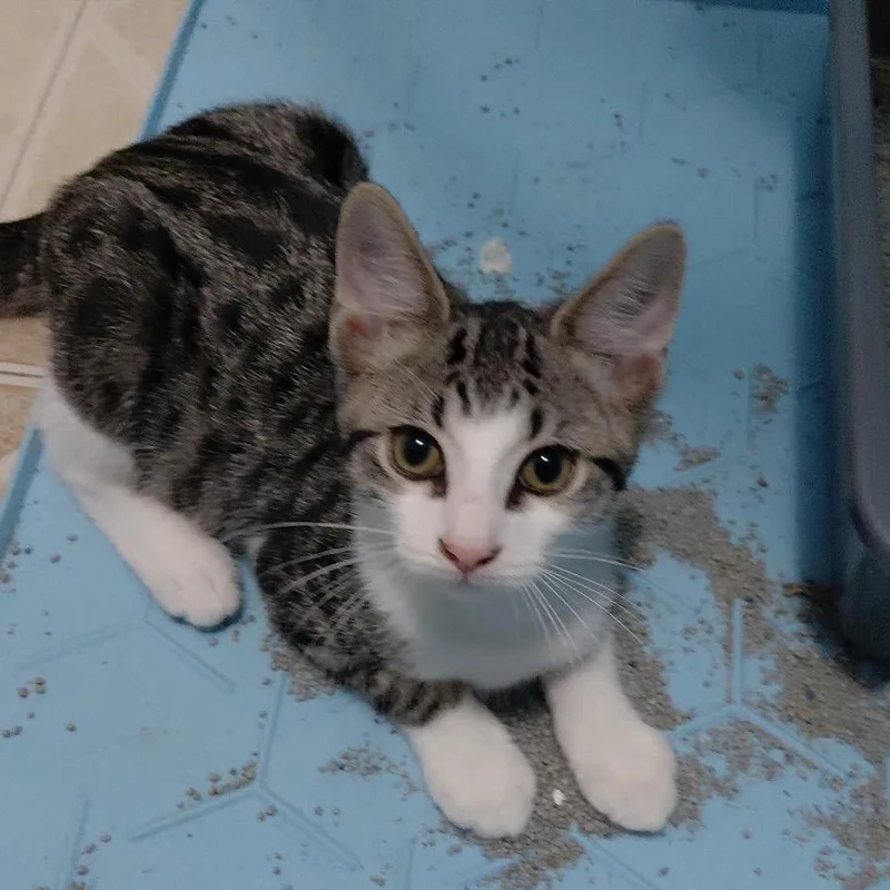 A baby small-sized male Brown / Chocolate Domestic Short Hair cat named Devlin for adoption in Jupiter, FL