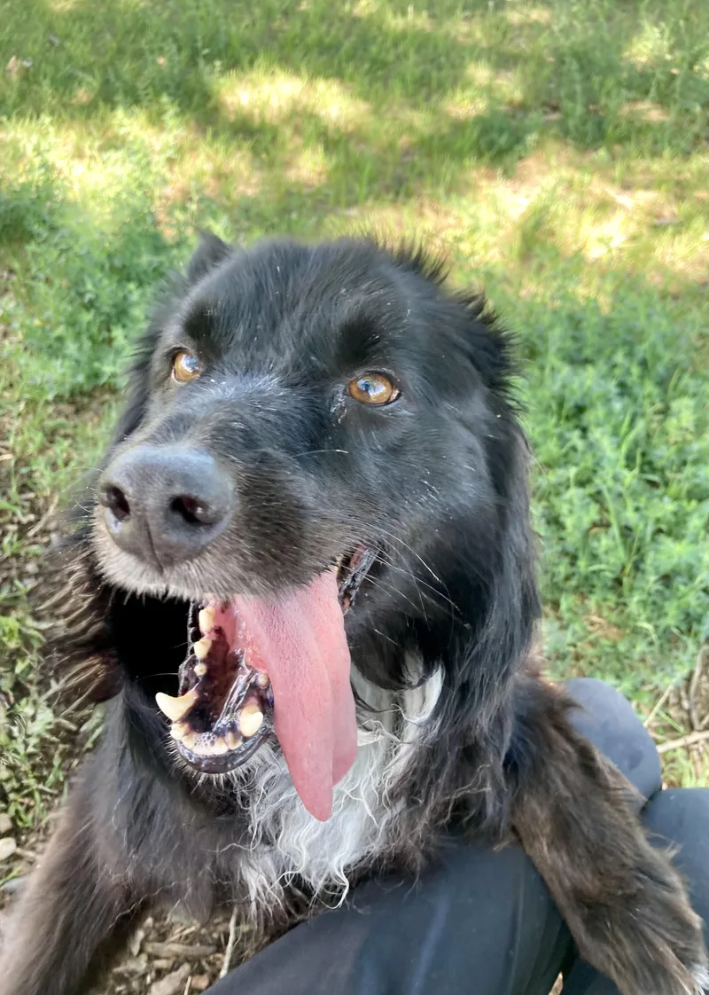 A senior medium-sized male Black Australian Shepherd dog named Shammy for adoption in Rapid City, SD