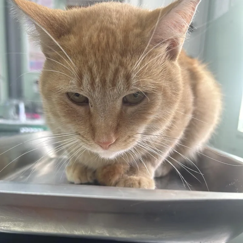An adult medium-sized male Domestic Short Hair cat named Rico for adoption in West Point, MS
