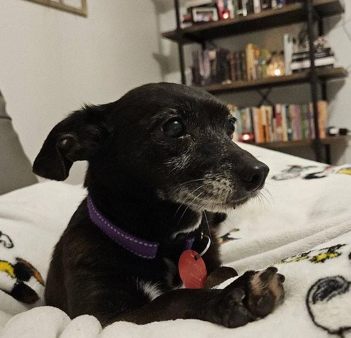 A senior small-sized female Chihuahua dog named Tt for adoption in Nashville, TN