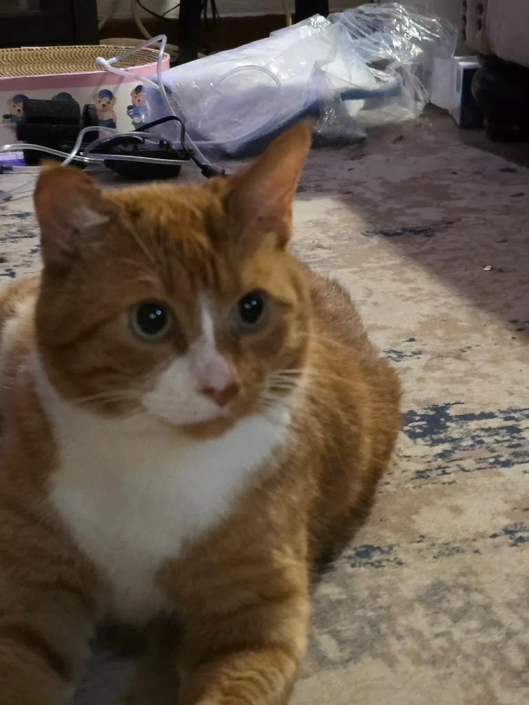 An adult medium-sized male Domestic Short Hair cat named Gus for adoption in Minneapolis, MN