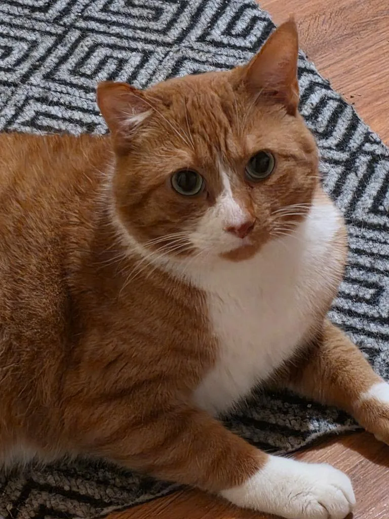 Gus thumbnail 3