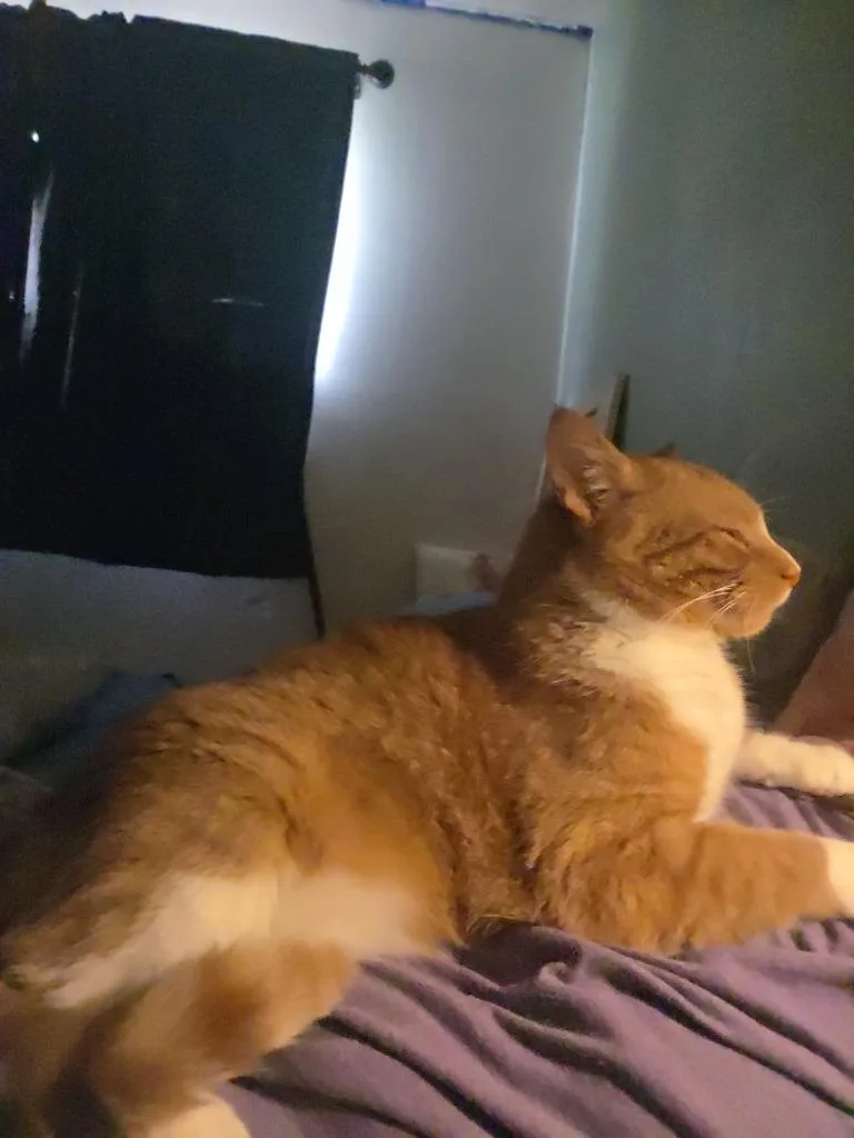 Gus thumbnail 6