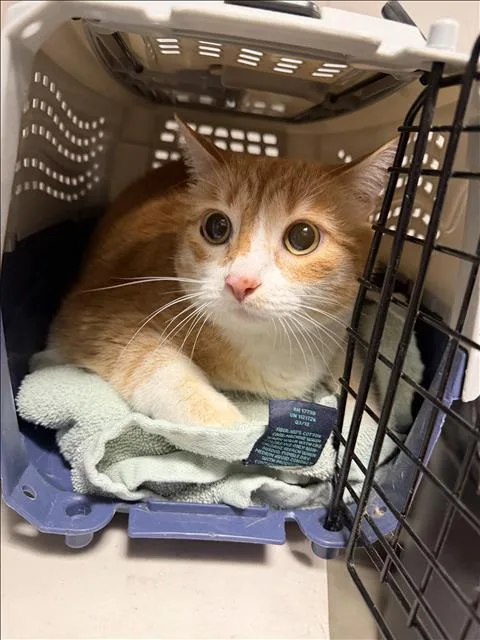 A senior large-sized female Domestic Short Hair cat named Adori for adoption in Chatsworth, CA