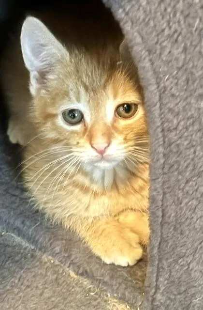 A baby medium-sized male Tabby (Orange / Red) Domestic Short Hair cat named Merlin for adoption in Annapolis, MD