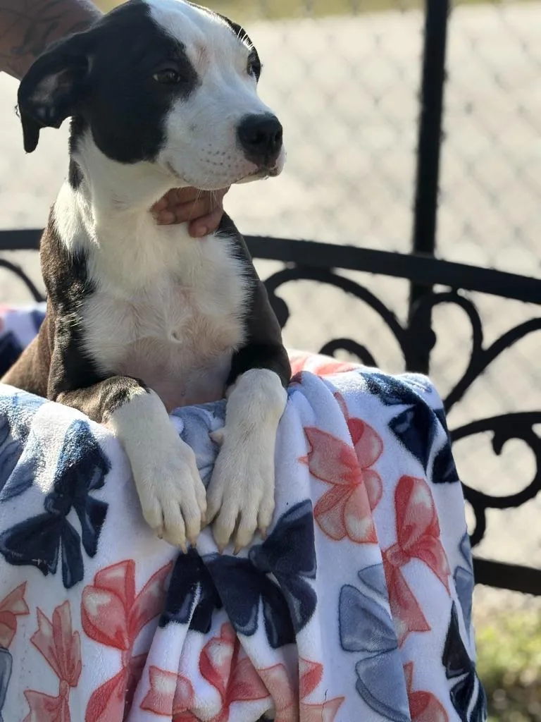 A baby medium-sized female Mixed Breed dog named Sally for adoption in Effingham, SC
