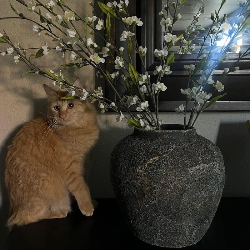 An adult small-sized female Orange / Red Domestic Medium Hair cat named Chai Latte for adoption in Brea, CA