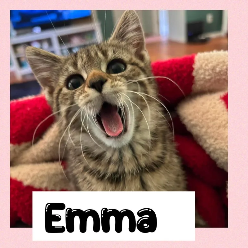 A young medium-sized female Tabby (Brown / Chocolate) Domestic Short Hair cat named Emma for adoption in Newton Falls, OH