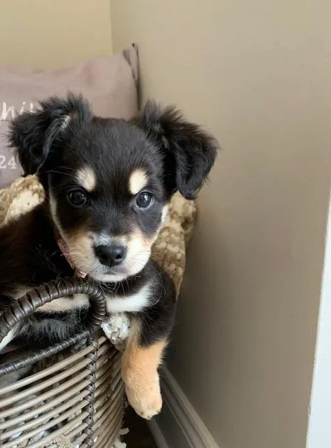 A baby small-sized female Yorkshire Terrier dog named Ally for adoption in Amherst, NY