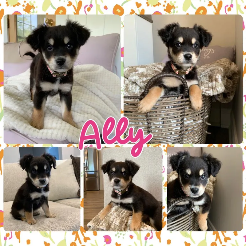 Ally thumbnail 2