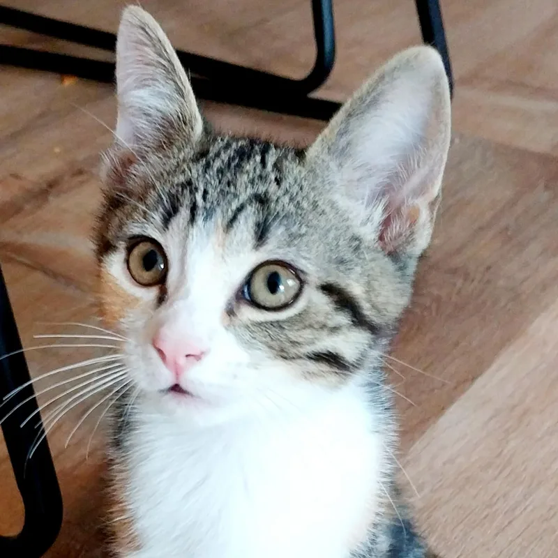 A baby small-sized female Calico Domestic Short Hair cat named Sanrio Surprise for adoption in Richmond, VA
