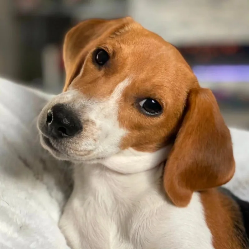 An adult medium-sized male Beagle dog named Delaney for adoption in Las Vegas, NV