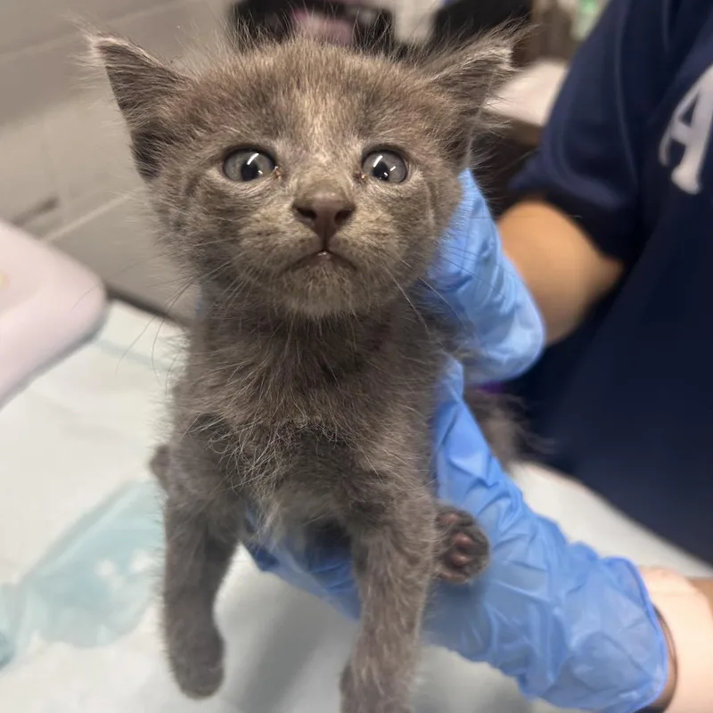 A baby small-sized male Gray / Blue / Silver Domestic Short Hair cat named Silver for adoption in Summerville, SC