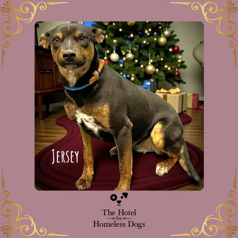 An adult medium-sized female American Staffordshire Terrier dog named Jersey for adoption in Cumberland, RI
