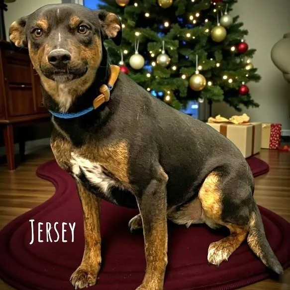 Jersey thumbnail 2