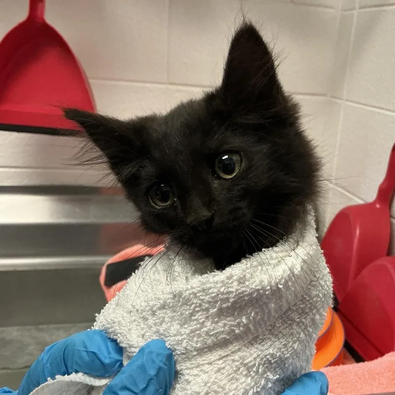 A baby small-sized male Black Domestic Medium Hair cat named Baron Vonshush for adoption in Spruce Pine, NC
