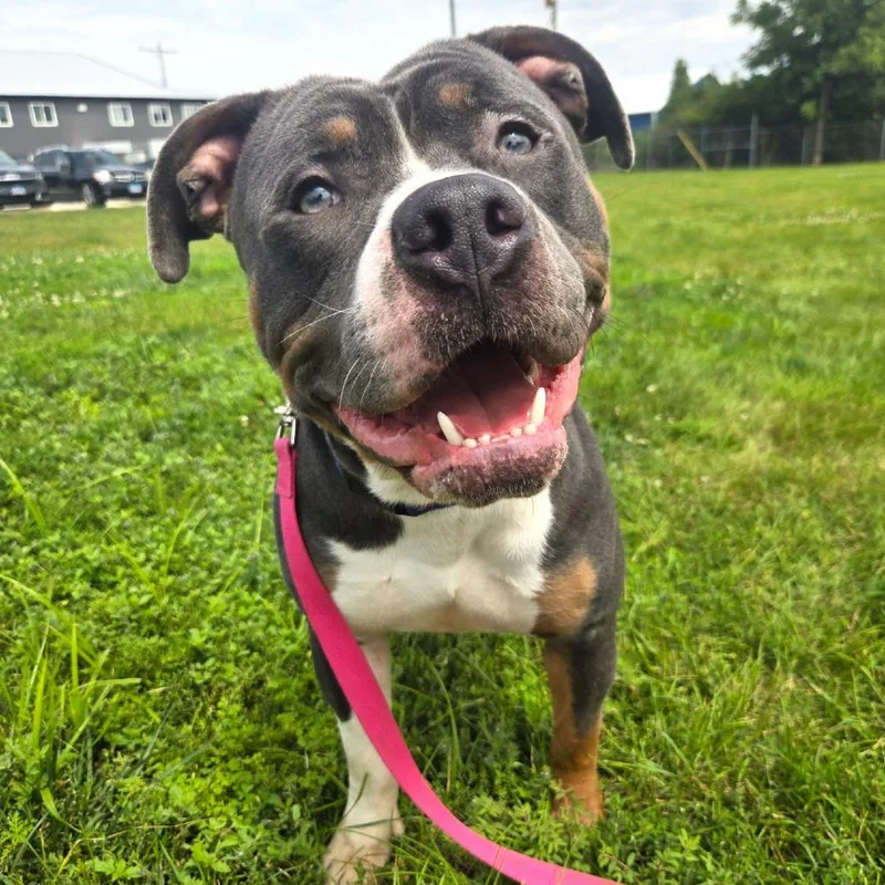 An adult large-sized male Gray / Blue / Silver Pit Bull Terrier dog named Noxx for adoption in Champaign, IL