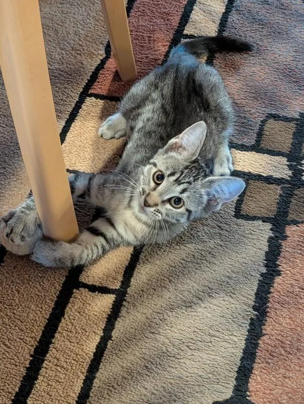 A young medium-sized female Tabby (Brown / Chocolate) Tabby cat named Yael for adoption in Kennewick, WA