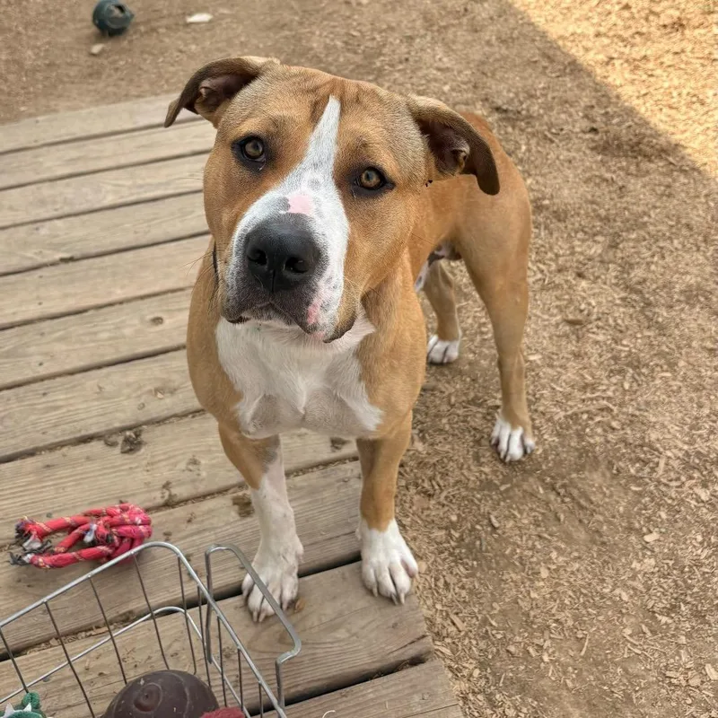 An adult medium-sized male American Staffordshire Terrier dog named Einstein for adoption in Tipton, IN