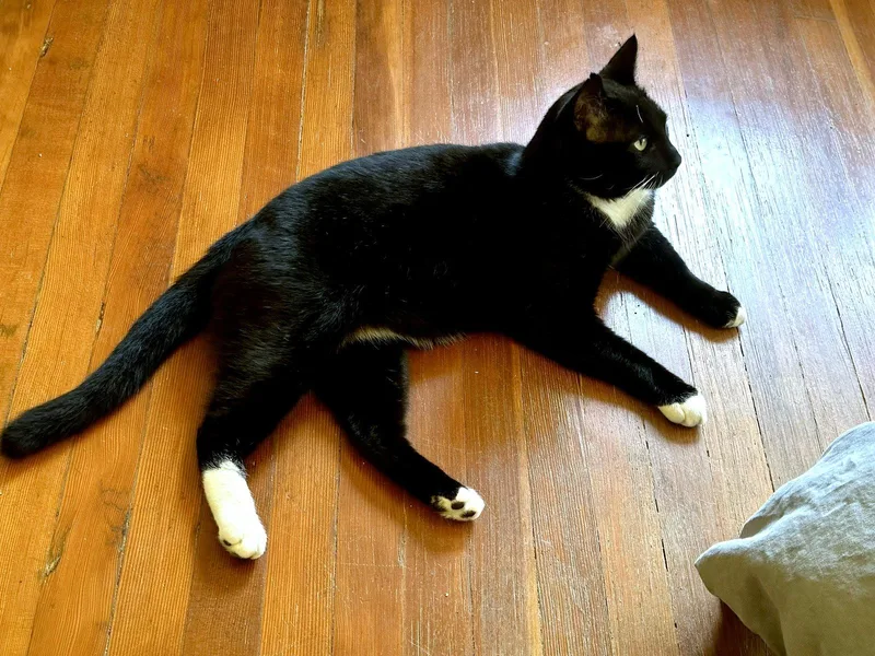A young medium-sized male Black & White / Tuxedo Domestic Short Hair cat named Austin for adoption in Oakland, CA
