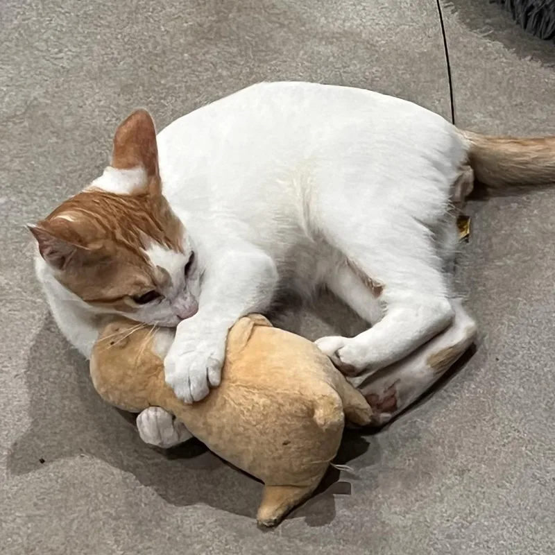 A young medium-sized male Orange / Red Domestic Short Hair cat named Stevie Ray Pawn for adoption in Boerne, TX