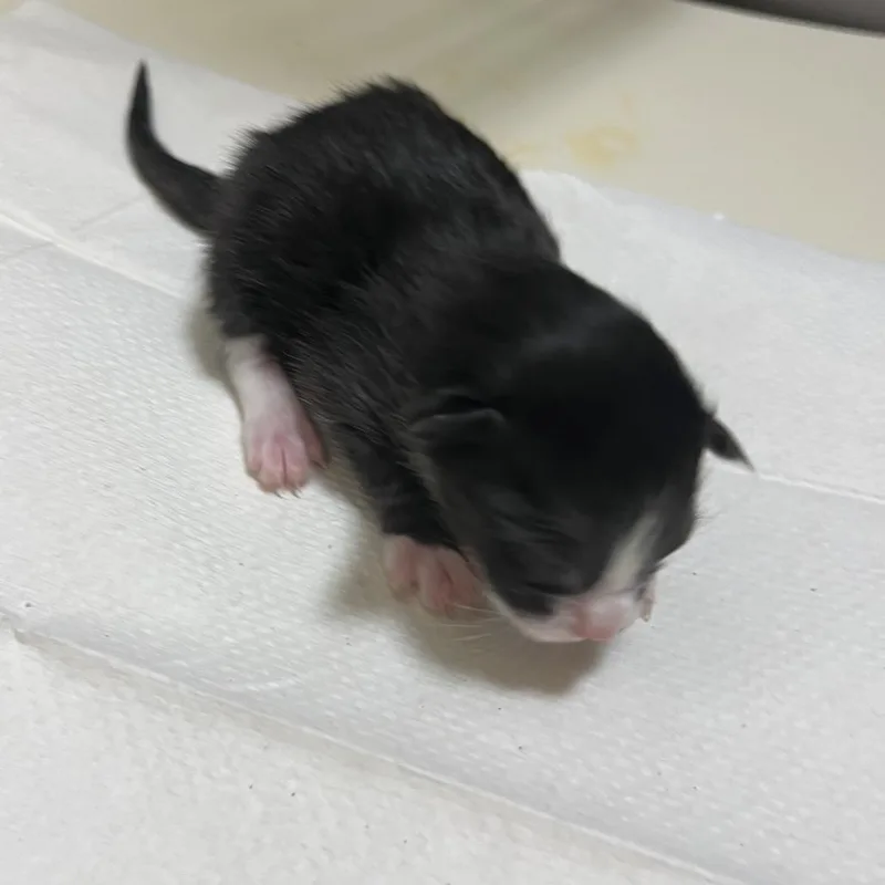A baby small-sized female Black Domestic Medium Hair cat named Wonton for adoption in Sonoma, CA