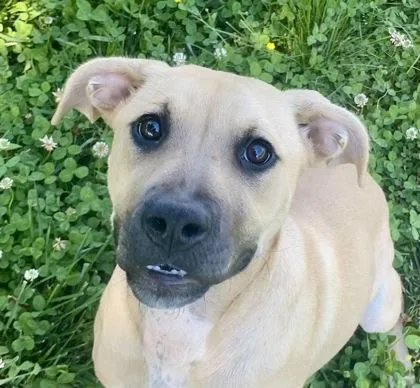 A young medium-sized female Yellow / Tan / Blond / Fawn Pit Bull Terrier dog named Zuri for adoption in Glasgow, KY
