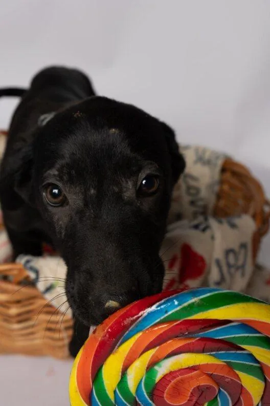 A baby large-sized female Black German Shepherd Dog dog named Luna for adoption in Clinton, WI