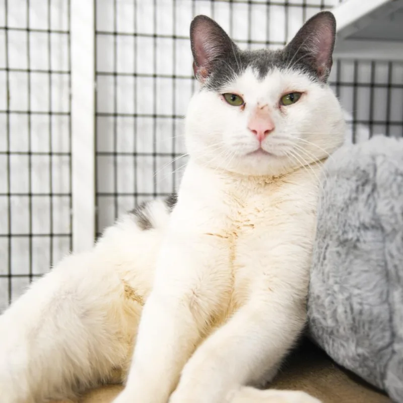 A young large-sized male Domestic Short Hair cat named Lumi for adoption in Ewing, NJ
