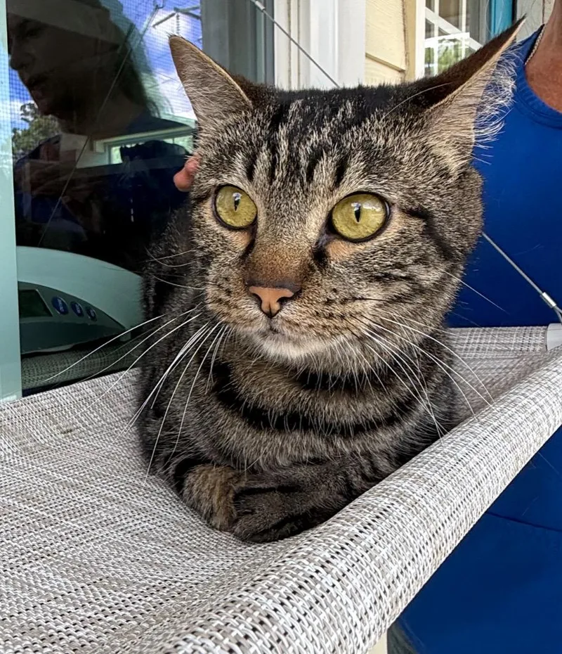 An adult medium-sized male Domestic Short Hair cat named Habibi for adoption in Kingsland, GA