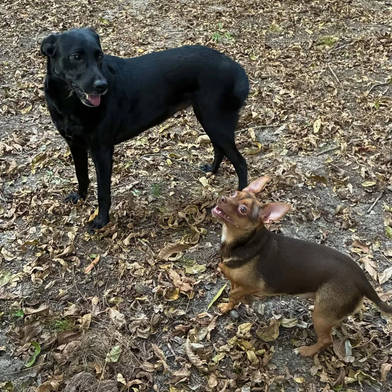 A young medium-sized female Black Labrador Retriever dog named Ruby for adoption in Texarkana, TX